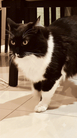 O gato Mingau, mascote e diretor de qualidade da agência